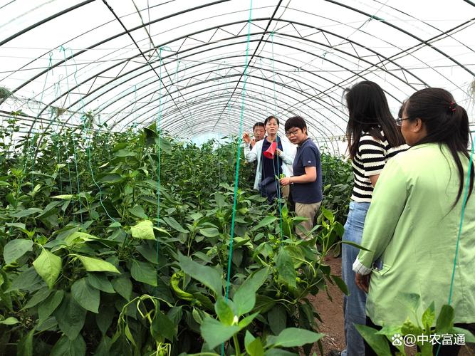科技驱动绿色未来 通州区设施蔬菜新品种观摩会助力产业升级